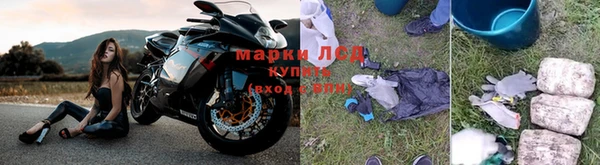 прущие грибы Балабаново