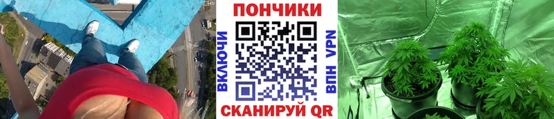 Бошки марихуана семена  Купить где  Лихославль 
